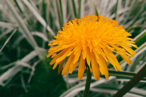 Shining Orange Dandelion Grass — Stockfoto