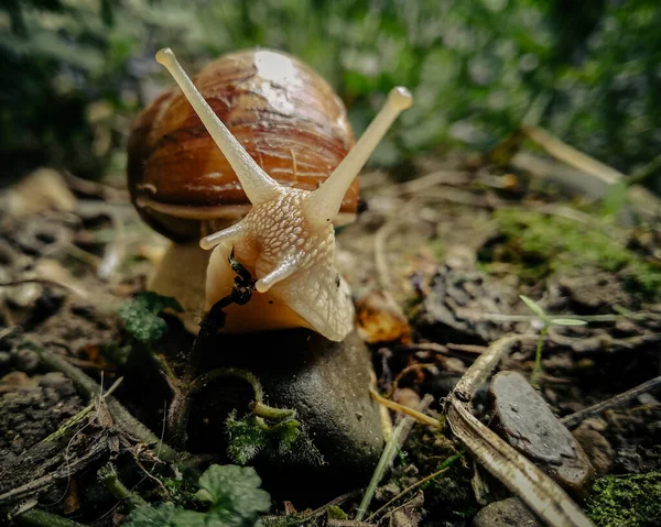 Sketch Life Small Snail — Fotografia de Stock