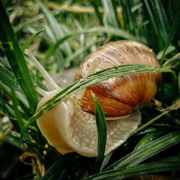 Little Snail Grass — Fotografia de Stock