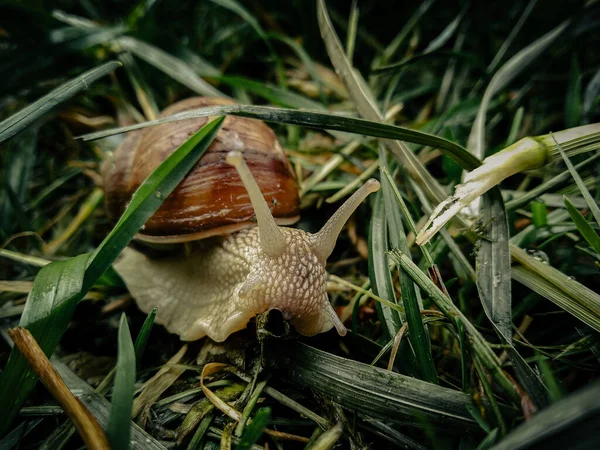 Snail Journey Jungle Grass — 图库照片
