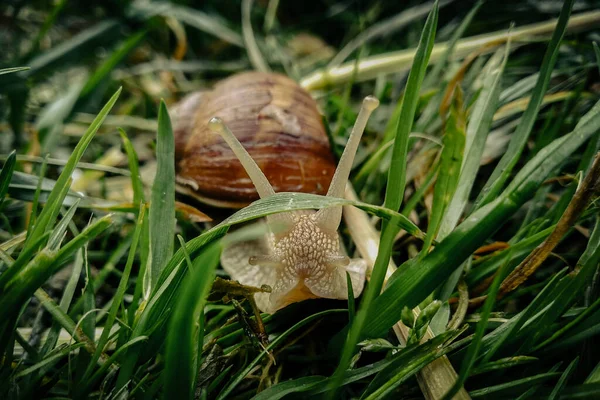 Inconspicuous World Snail Thick Grass — Fotografia de Stock