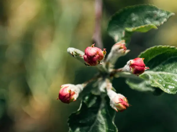 Bright Contrasts Spring Nature — Stockfoto