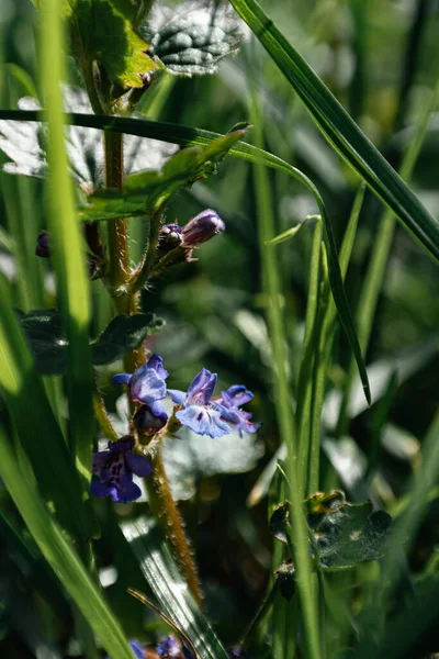 Blue sparks among the green