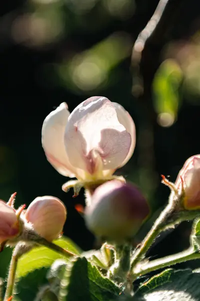 White Petals Filled Sunlight — Stok fotoğraf