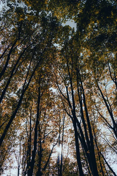 Sun Captured Tree Branches — Foto Stock