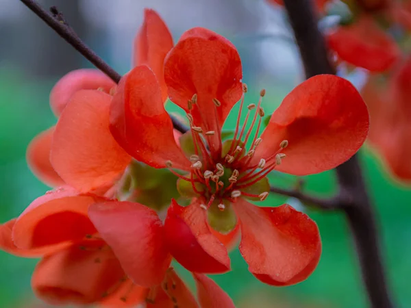 Delicate Red Flowers Tree Branch — Stok fotoğraf