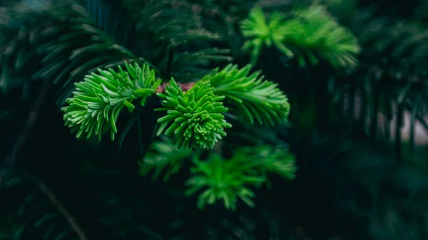 Soft Needles Spruce Branch Spring —  Fotos de Stock