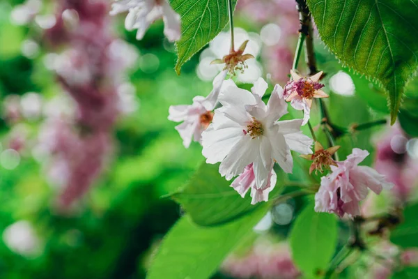 Bahçede Çiçek Açan Ağaçlar — Stok fotoğraf
