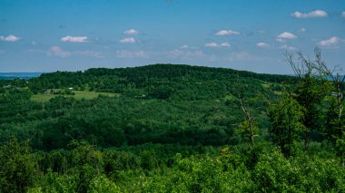 Panorama of the mountain forest