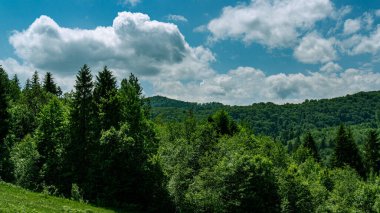 Dağlarda yoğun orman