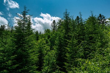 High mixed forest in summer