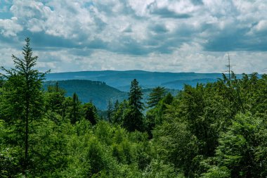 Carpathian woodland - blue mountains and high trees