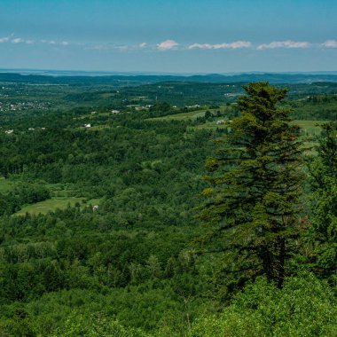Spruce on top of the hill