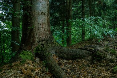The tree is rooted into the hillside