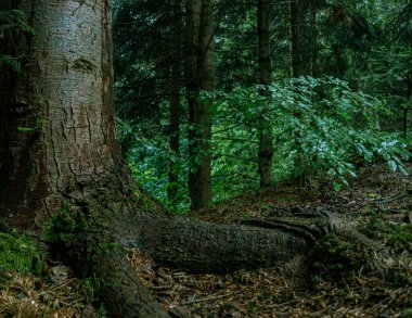 Güçlü kökleri ile Orman ağacı