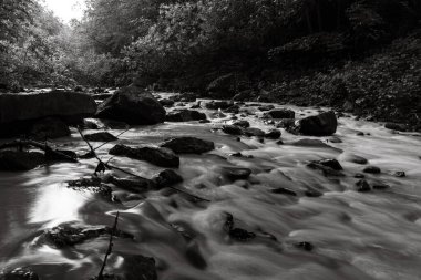 A rushing stream in a forest valley