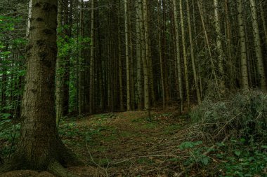 Clearing among the trees in the forest