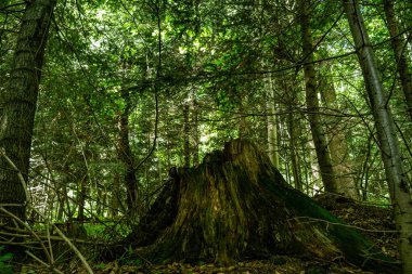 Huge stump among young trees