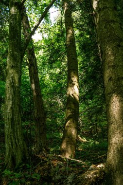Ormanda güneşli bir gün