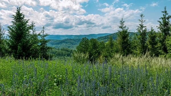 Summer diversity of the flora of the Carpathians