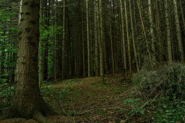 Clearing among the trees in the forest