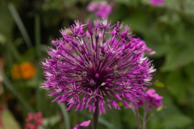 Allium, çok güzel bir süslemeli soğan bitkisi, arka plandan izole edilmiş tek bir allium, seçici odaklı.