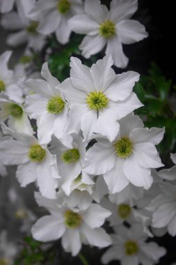 İlkbaharda açan güzel beyaz klematis, beyaz çiçeklerin üst görüntüsü.