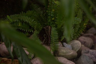 a dark brown butterfly on the stones and among the greenery, selective focus on the butterfly