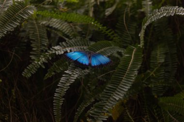 One butterfly with beautiful blue wings on the tropical plant, known as Morpho peleides (Blue Morpho), selective focus on the butterfly