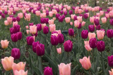 Lale tarlaları, botanik bahçesinde mor ve parlak pembe laleler, seçici odaklanma