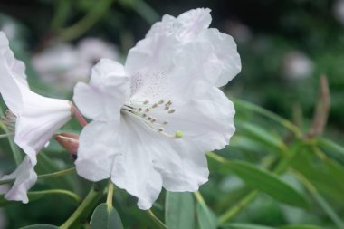 Beyaz yapraklı güzel çiçekler, botanik bahçesinde açan Rhododendron, seçici bir odak