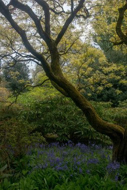 Botanik bahçesinde bir ağaç, yosun kaplı bir ağaç.