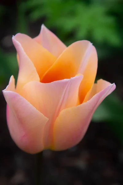 Bright orange-yellow tulip, side view of a single tulip with orange and yellow petals