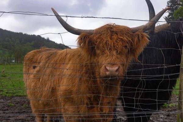 Highland cow with horns, Scottish highland cow in a pasture, selective focus