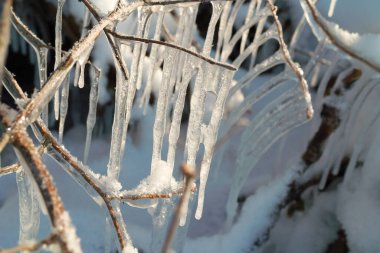 grape vine covered with ice on a winter day 