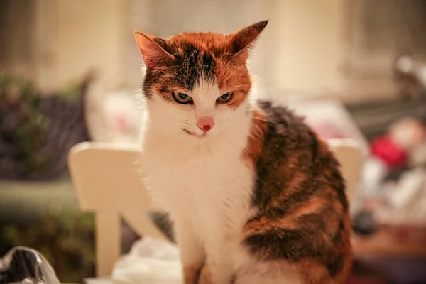 Offended Tricolor Cat Red Spot Nose Selective Focus — Fotografia de Stock