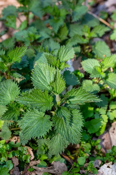 First Shoots Stinging Nettle Urtica Dioica Spring Forest Vertical Photo — Stock Photo, Image