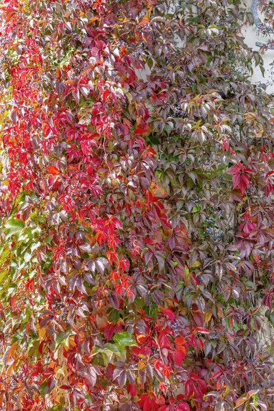 Wall Braided Curly Stems Girlish Grapes Autumn Background Vertical Photo — Fotografia de Stock