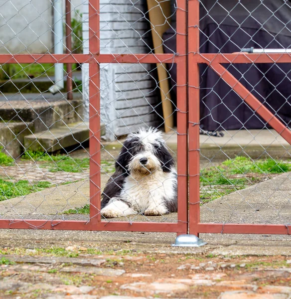 Faithful bobtail dog behind gate waiting for owner