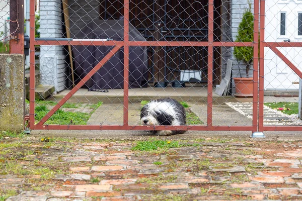 Faithful Dog Gate Waiting Owner — 图库照片