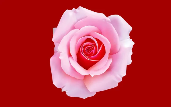 红色背景上的粉红色玫瑰 — 图库矢量图片