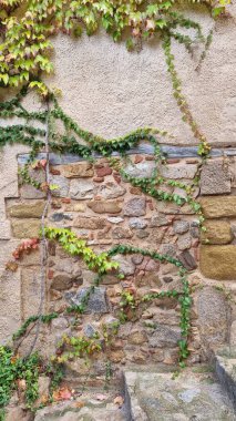 Yeşil bitkilerle dolu eski taş duvar