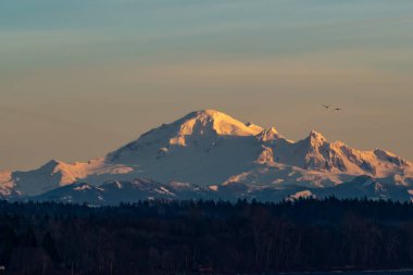 Mount Baker at sunset time with two wild geese flew by