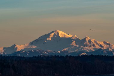 Mount Baker at sunset time with two wild geese flew by