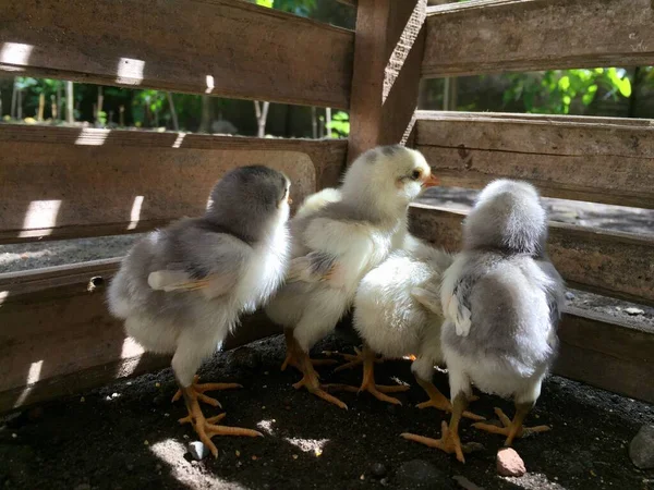 Cute Dan Manis Anak Ayam Indonesia — Stok Foto