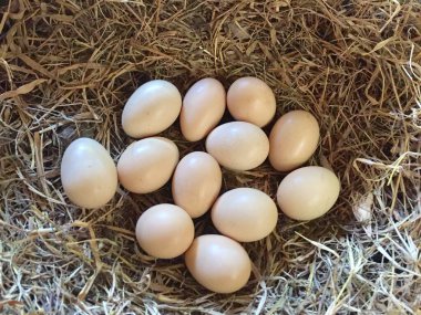 Yuvadaki tavuk yumurtaları yumurtlama sepetinde.