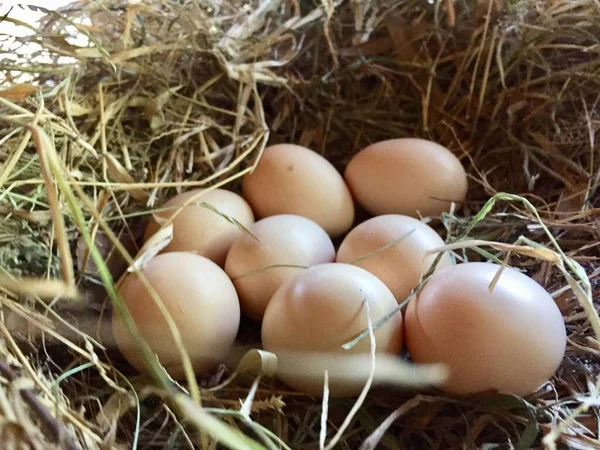 Free Range Chicken Eggs Nest Egg Laying Basket — Fotografia de Stock