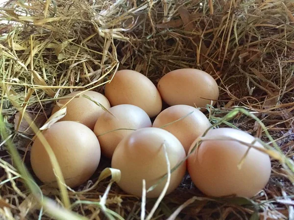 Free Range Chicken Eggs Nest Egg Laying Basket — Fotografia de Stock