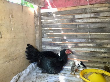 mother hen and her chicks in a coop