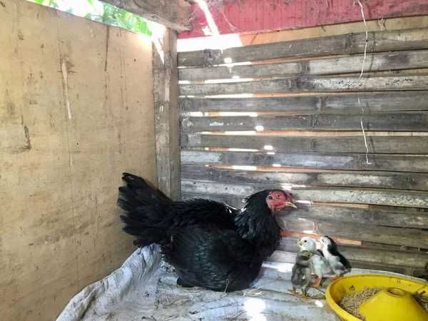Mother Hen Her Chicks Coop — 图库照片